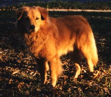 furball99.jpg - 41993 Bytes